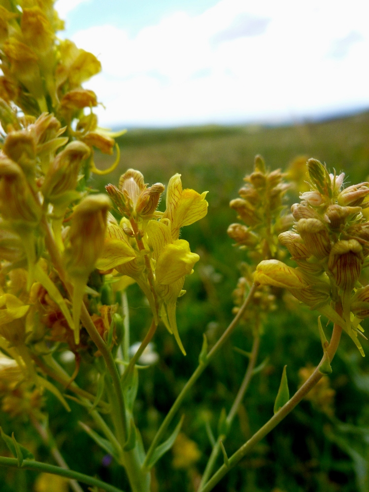 Изображение особи Linaria kurdica.