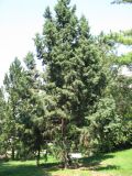 Juniperus excelsa. Взрослое дерево. Австрия, Вена, Дворцовый парк Бурггартен. 17.06.2012.