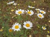 Pyrethrum parthenifolium