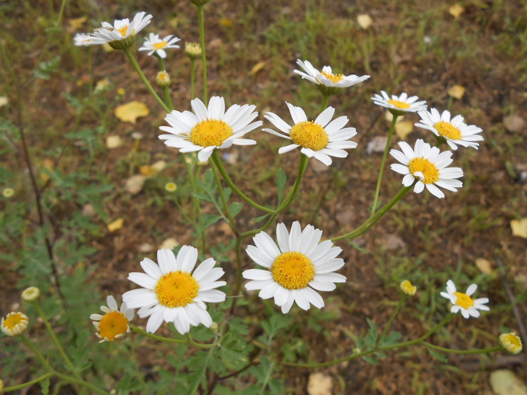 Изображение особи Pyrethrum parthenifolium.