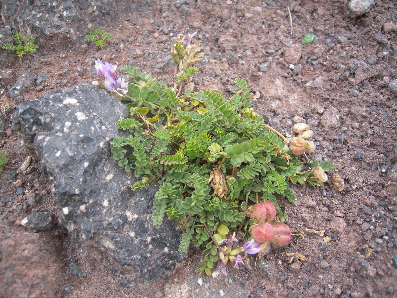 Изображение особи Astragalus oreades.
