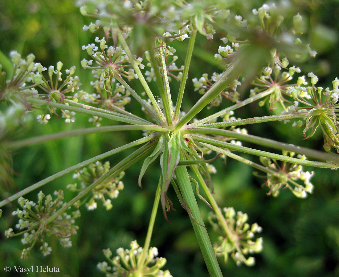 Image of Thyselium palustre specimen.