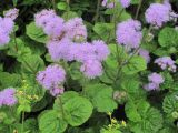 Ageratum houstonianum. Цветущее растение. Владивосток, ботанический сад-институт ДВО РАН. 18 августа 2012 г.