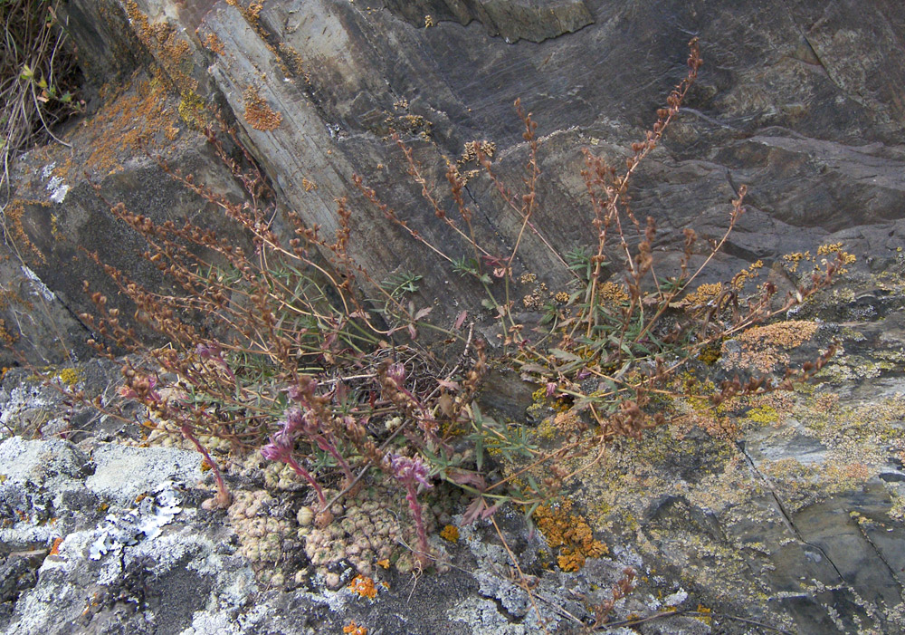 Image of Veronica denudata specimen.