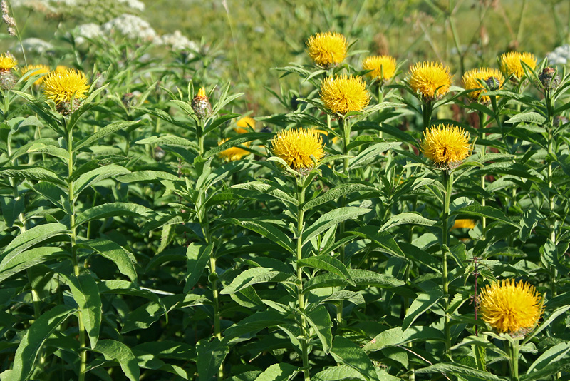 Изображение особи Grossheimia polyphylla.