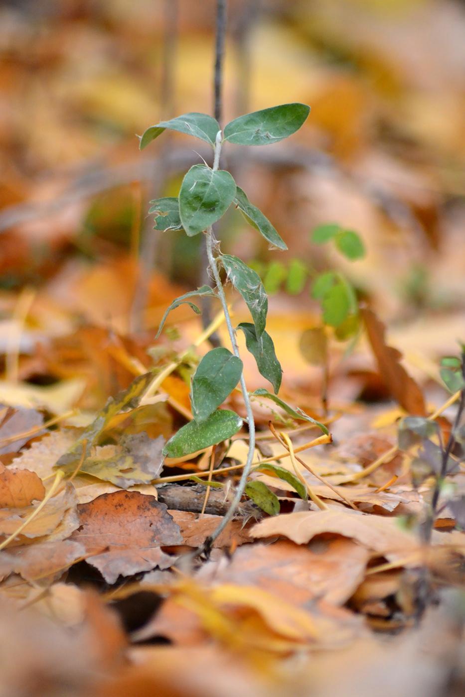 Изображение особи Elaeagnus angustifolia.