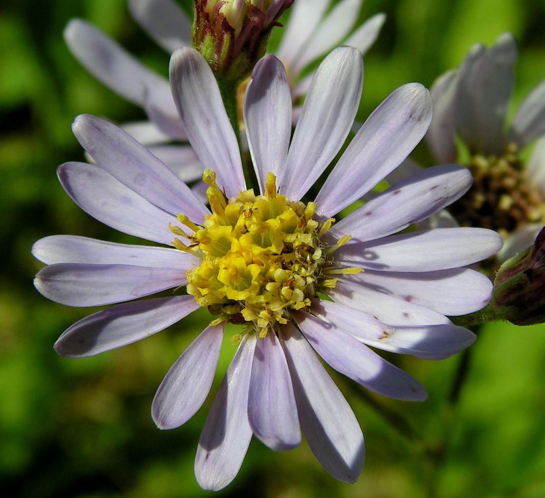 Image of Aster tataricus specimen.