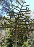 Araucaria araucana