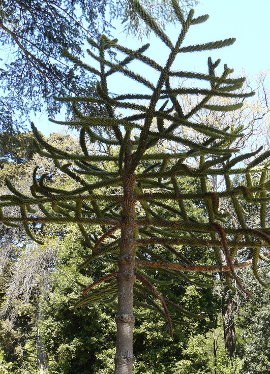 Изображение особи Araucaria araucana.