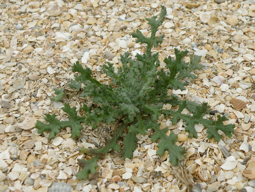 Image of Senecio vernalis specimen.