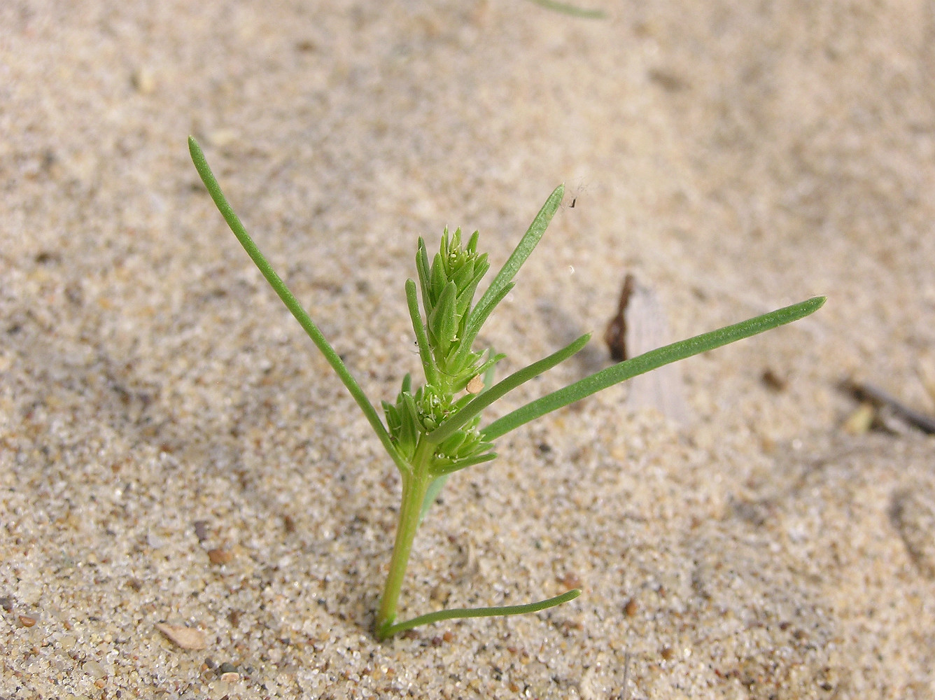 Изображение особи Corispermum nitidum.