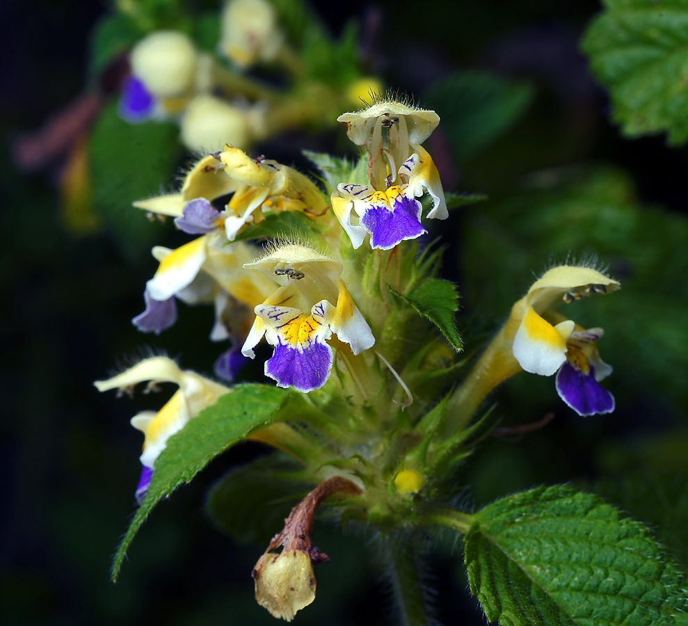 Изображение особи Galeopsis speciosa.