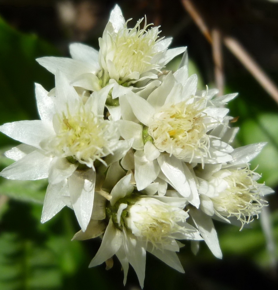 Image of genus Anaphalis specimen.