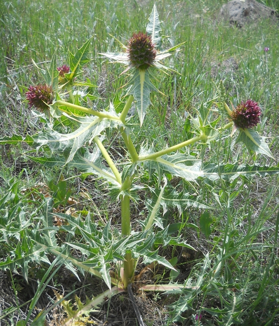 Image of Gundelia armeniaca specimen.