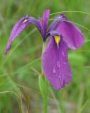 Iris ensata. Цветок. Приморье, Сихотэ-Алинь, устье р. Джигитовка. 04.08.2012.