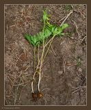 Corydalis solida. Выкопанные из земли плодоносящие растения. Чувашия, окрестности г. Шумерля, поляна в лесу за Низким полем. 8 мая 2009 г.