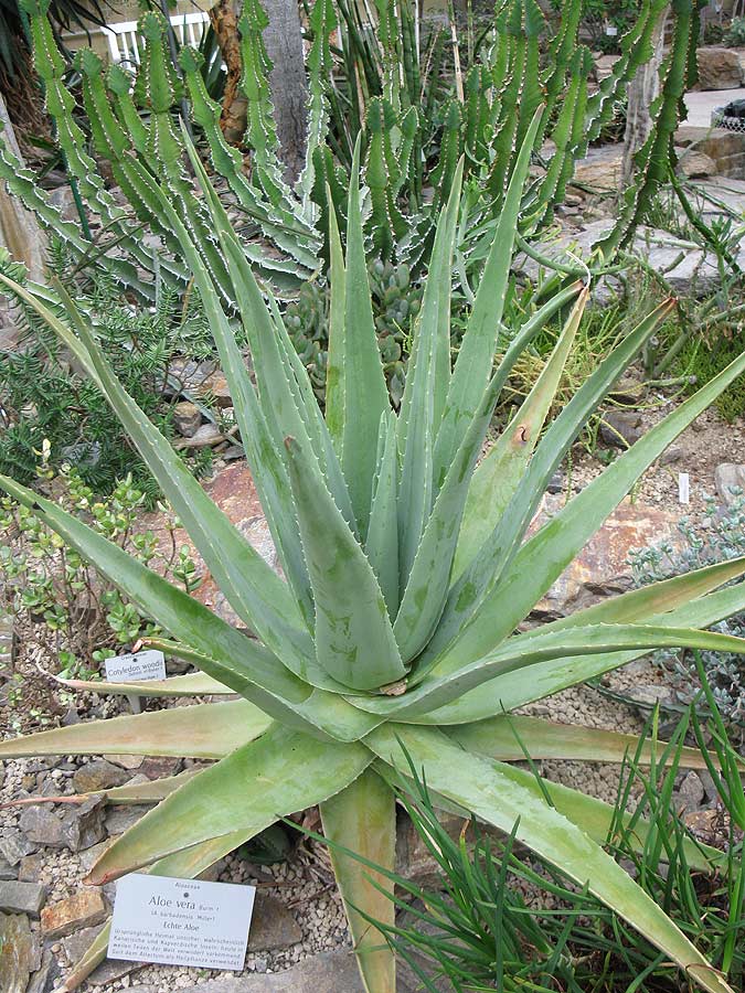 Image of Aloe vera specimen.