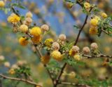 Vachellia farnesiana. Верхушка побега с соцветиями. Египет, Синай, Шарм-эль-Шейх, в культуре. 22.02.2009.