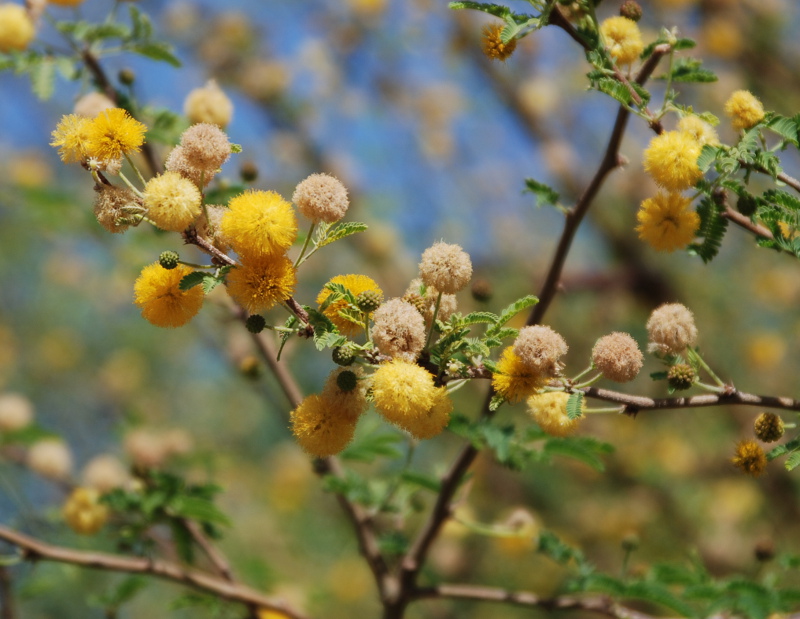 Изображение особи Vachellia farnesiana.