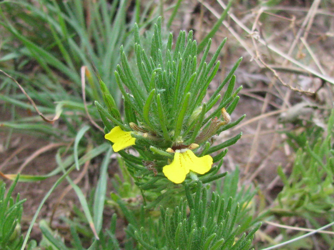 Image of Ajuga chia specimen.