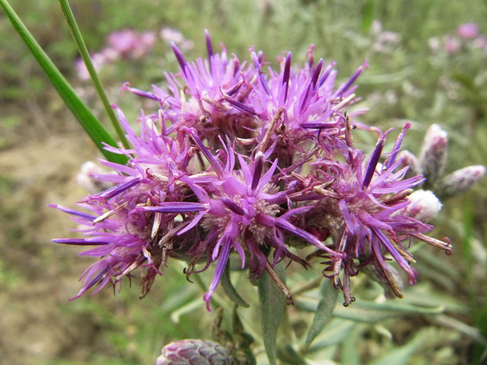 Image of Saussurea salicifolia specimen.