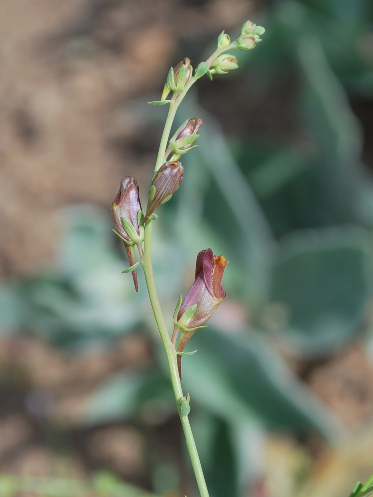 Изображение особи Linaria popovii.