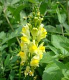 Linaria vulgaris. Соцветие. Кыргызстан, Иссык-Кульская обл., территория пансионата Ак-Жол. 07.08.2011.