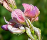 Onobrychis viciifolia