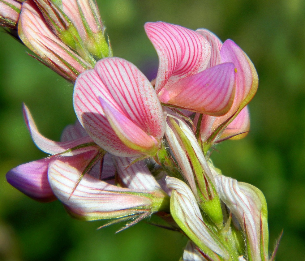 Изображение особи Onobrychis viciifolia.