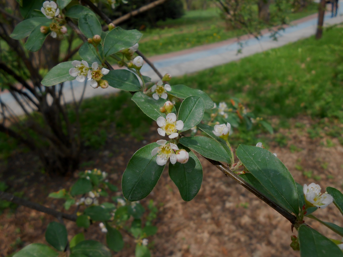 Image of Cotoneaster integerrimus specimen.