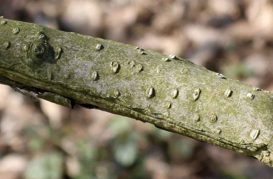 Image of Magnolia × soulangeana specimen.