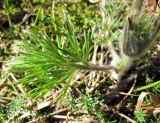 Pulsatilla × wolfgangiana. Прикорневой лист. Украина, г. Киев, заказник \"Лесники\", сосновый лес. 27 апреля 2013 г.