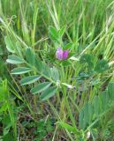 Vicia cordata. Верхушка цветущего растения. Крым, Ялта, Грузпорт, выбитый участок с рудеральной растительностью. 29 апреля 2013 г.