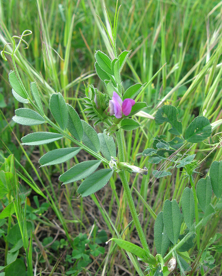 Image of Vicia cordata specimen.