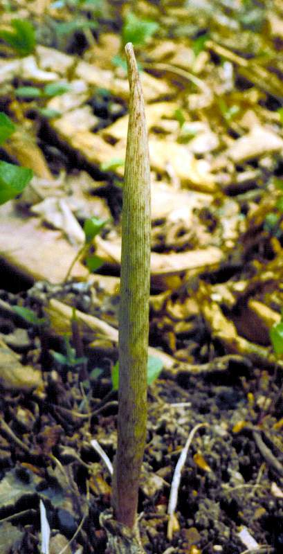 Изображение особи Arisaema peninsulae.