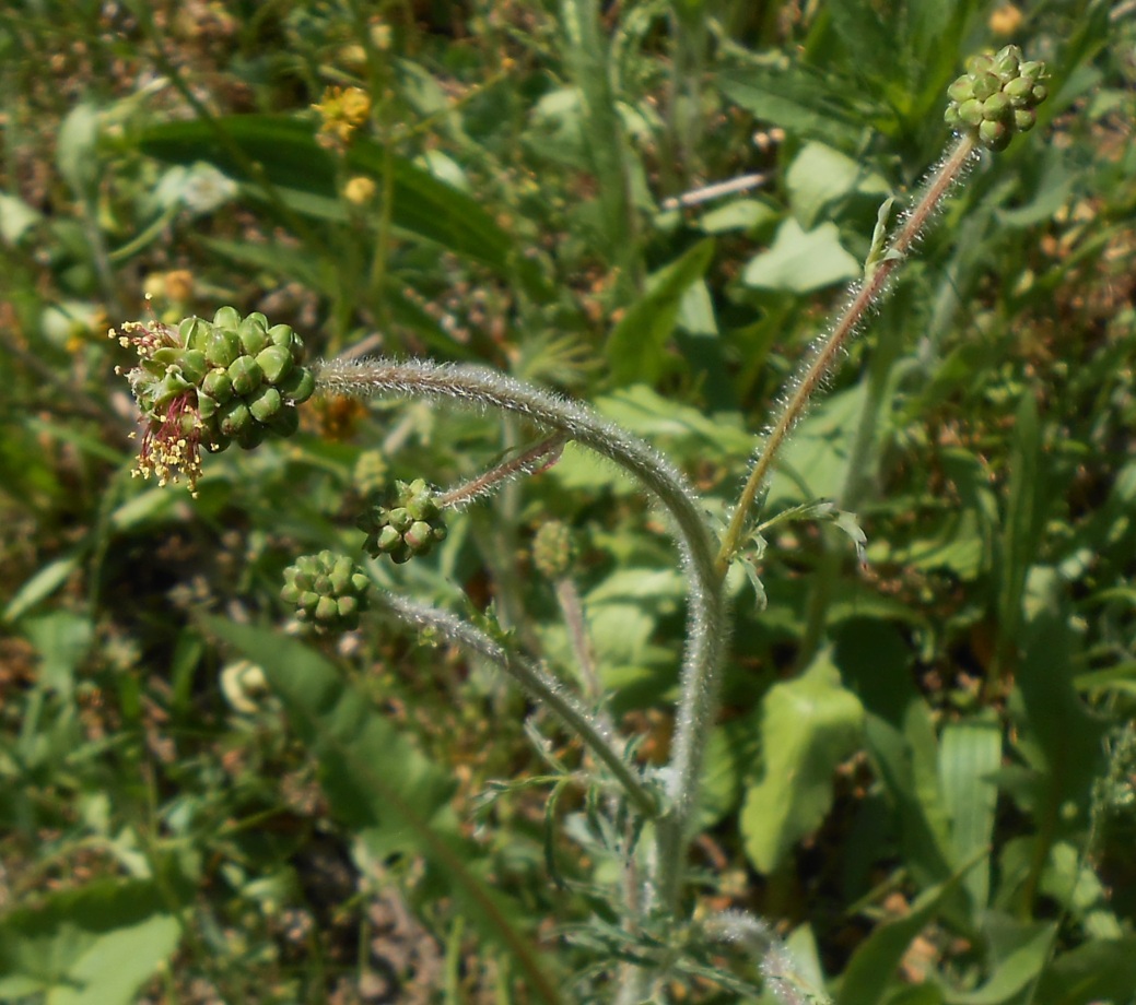 Изображение особи Poterium sanguisorba.