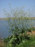 Crambe koktebelica. Цветущее растение. Западный Крым, оз. Донузлав. 20 мая 2013 г.