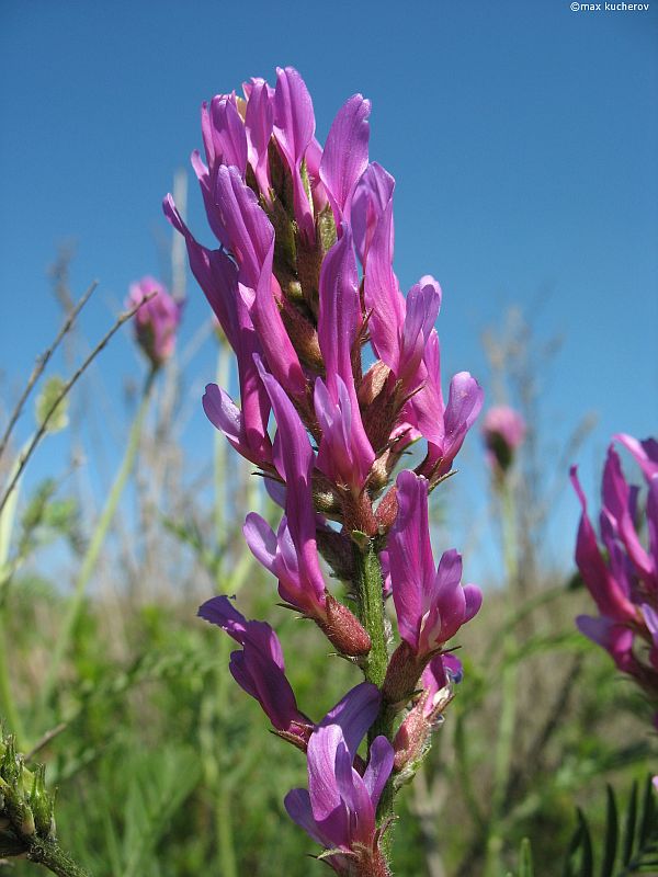 Изображение особи Astragalus onobrychis.