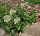 Cardaria draba