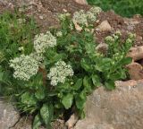 Cardaria draba. Цветущее растение. Армения, Вайоц Дзор, Нораванк. 11.05.2013.