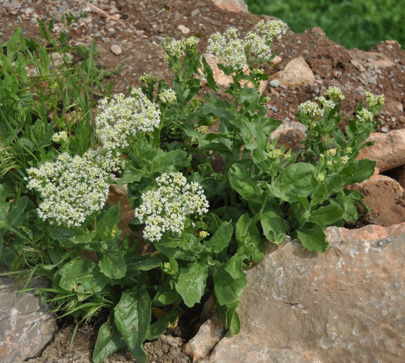 Image of Cardaria draba specimen.