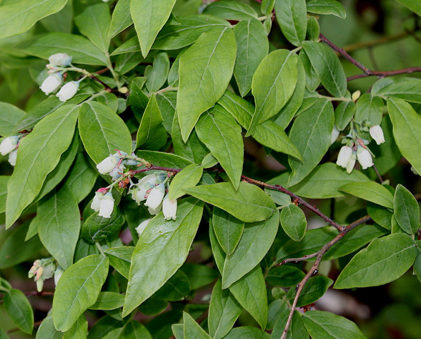 Image of Vaccinium corymbosum specimen.