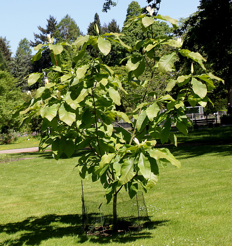 Image of Magnolia tripetala specimen.