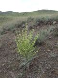 Salvia ceratophylla