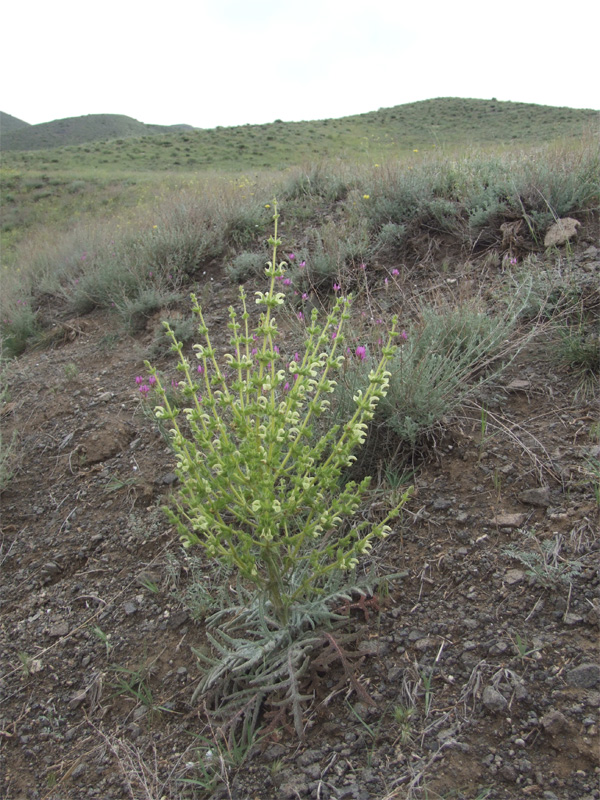 Image of Salvia ceratophylla specimen.