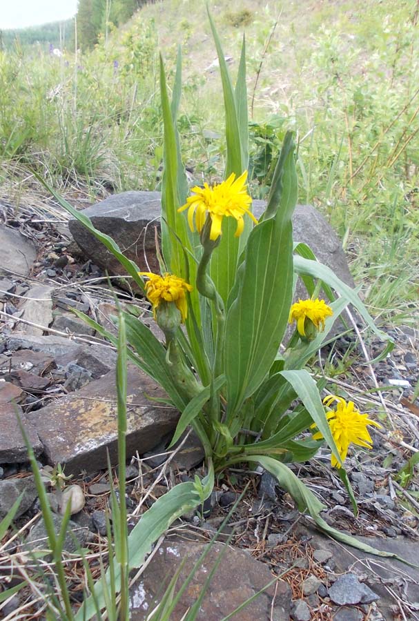 Изображение особи Scorzonera glabra.