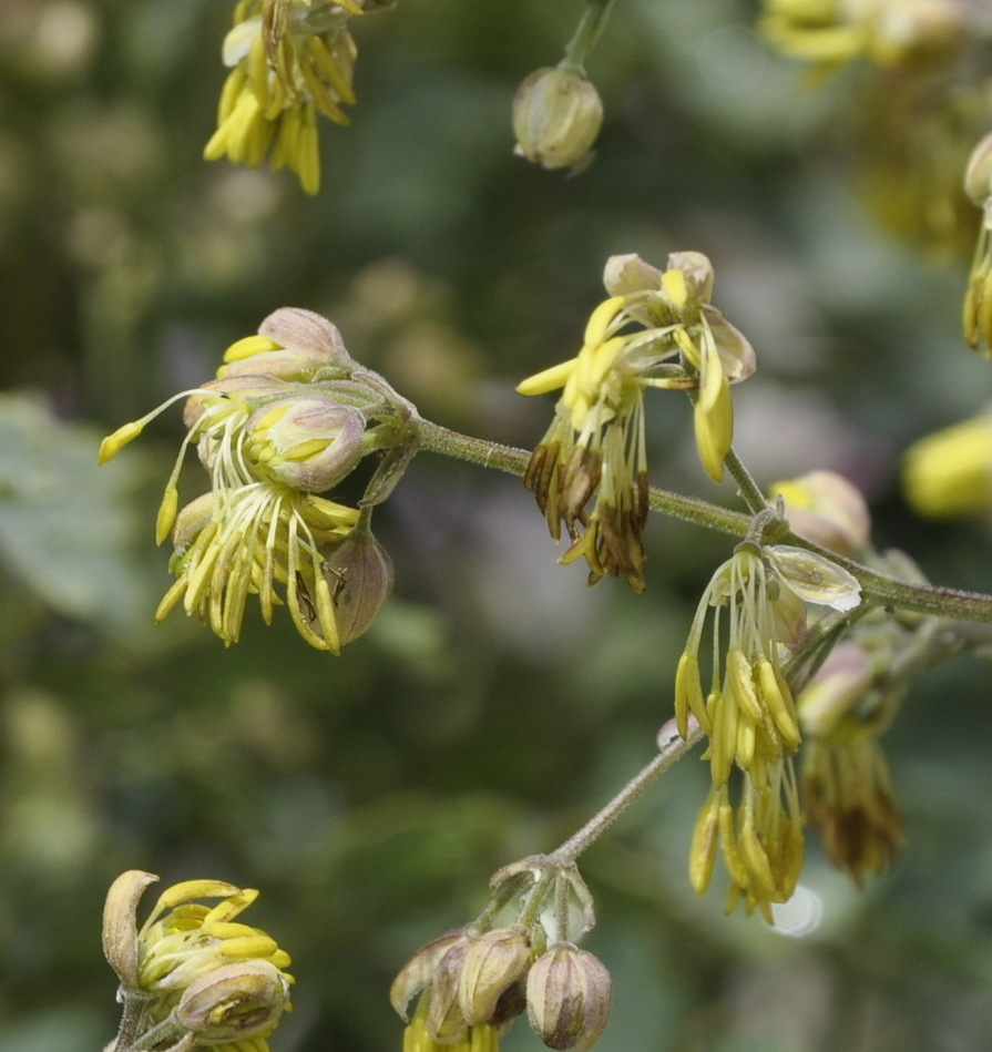 Image of Thalictrum minus ssp. olympicum specimen.