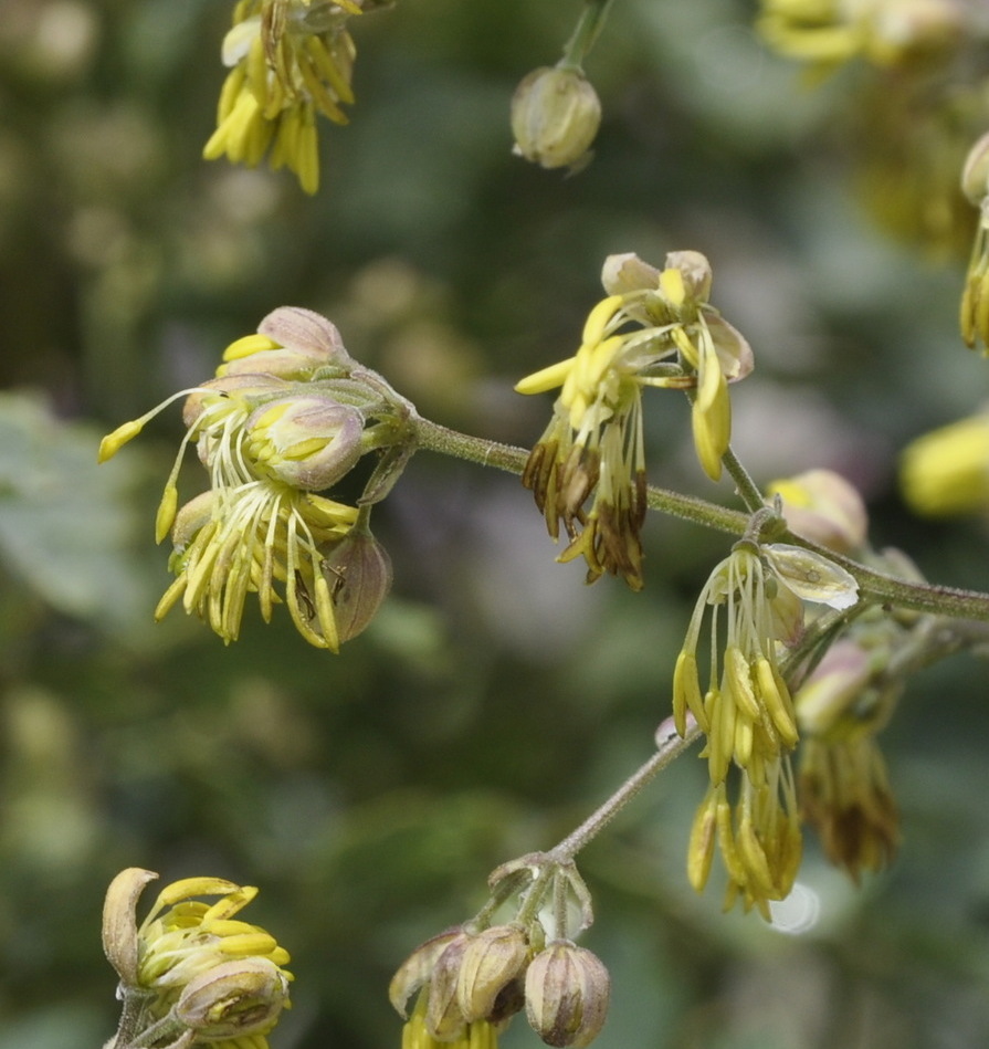 Изображение особи Thalictrum minus ssp. olympicum.