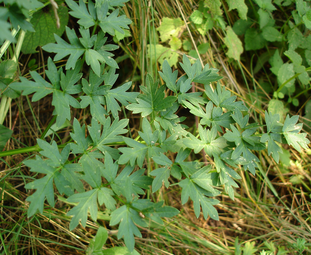 Image of Xanthoselinum alsaticum specimen.