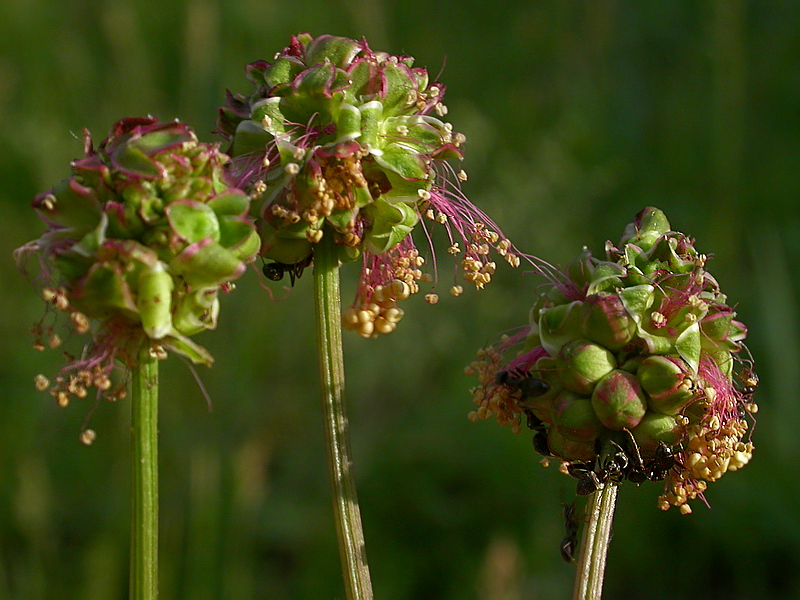 Изображение особи Poterium sanguisorba.